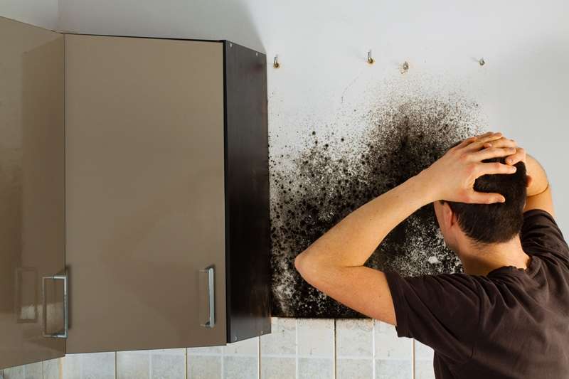 Discovery of Mold Mold Remediation Tucson Mold Remediation